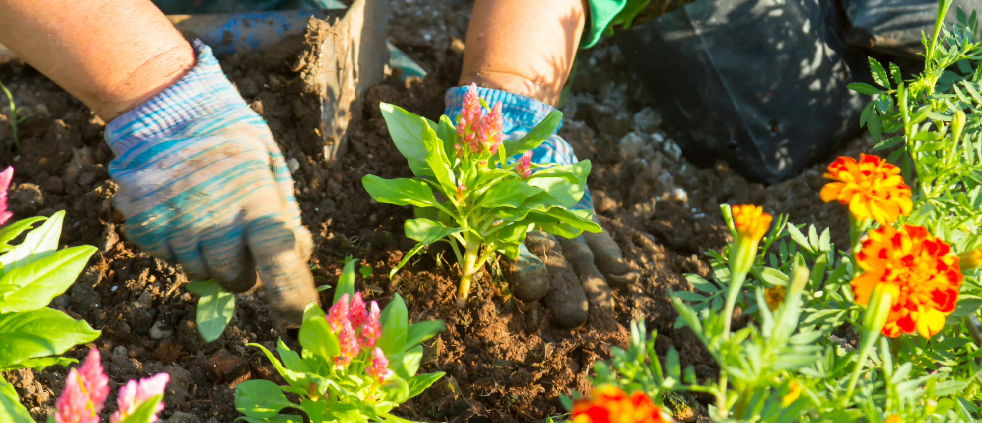 1-aspect-ratio-1975-850